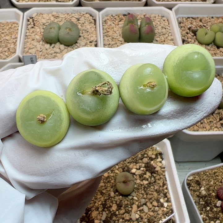 种子杂的1.4-1.6五年