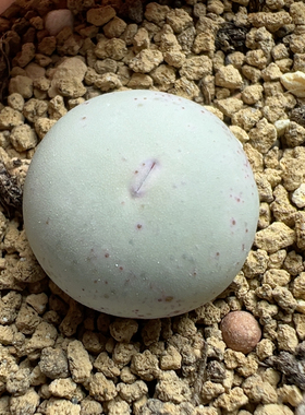 s b 1545超级ｖ嘴1.5