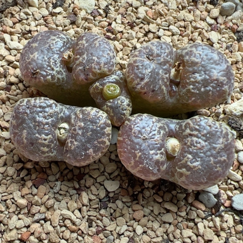 马克杂