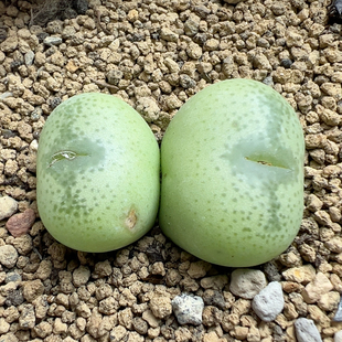 玉米X将X拉登母本