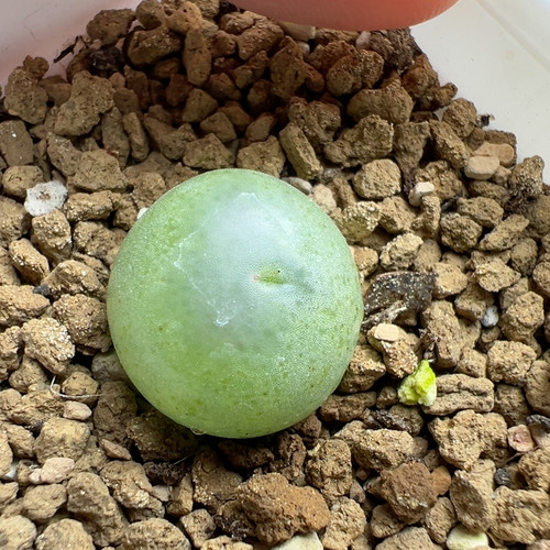 1.5拉登杂变异很粗纹