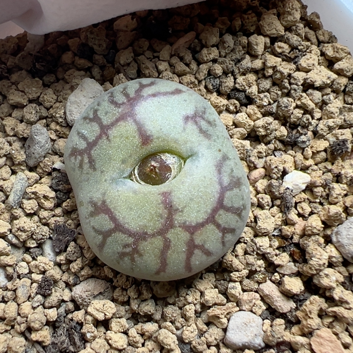 八重墨杂新品100-1.8