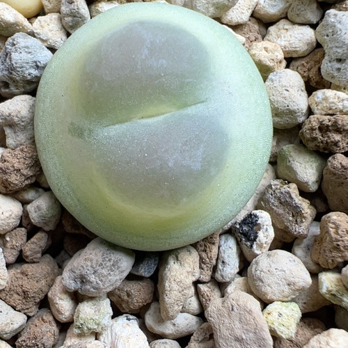 2.2拉登可爱