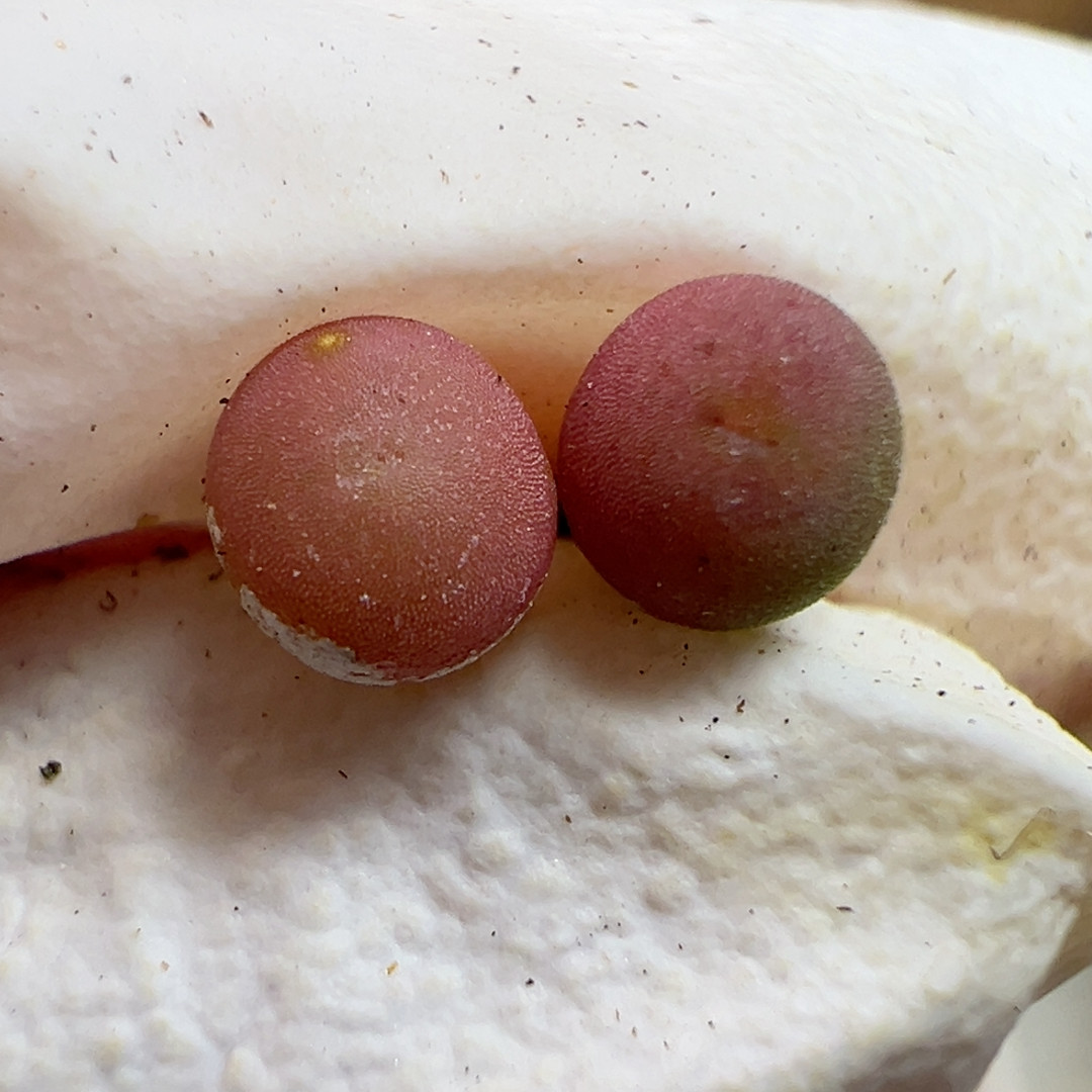 268芭乐果肉了,鲜花速递/花卉仿真/绿植园艺,多肉植物,淘宝优惠券,粉丝福利购,淘宝优惠卷