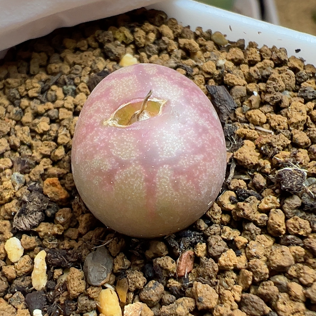 铅笔Ｘ吕1.5,鲜花速递/花卉仿真/绿植园艺,多肉植物,淘宝优惠券,粉丝福利购,淘宝优惠卷