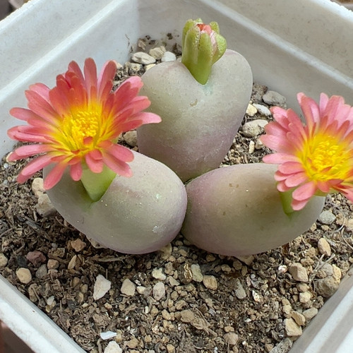 将Ｘ吕粉红花老母本3.8