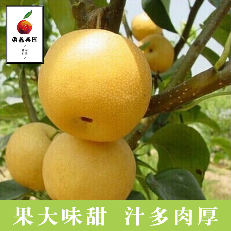 新鲜晚秀梨现摘现发时令梨子应季山东水果3.5斤约6个11月15日发货