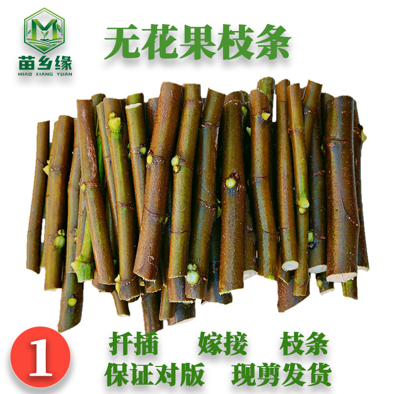 梗系发达无花果苗乡缘对版多年生