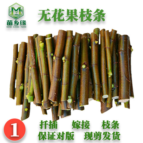 梗系发达无花果苗乡缘对版多年生