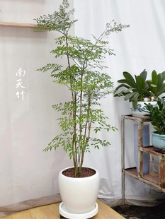 南天竹四季 不落叶抗寒变色植物直播链接一物一拍