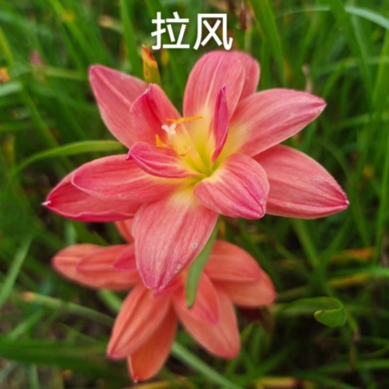 重瓣风雨兰拉风四季开花盆栽室内植物客厅阳台好养花卉大全养不死