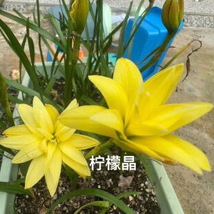风雨兰柠檬精葱兰重瓣韭兰花苗石蒜庭院花坛四季花卉绿植盆栽地栽