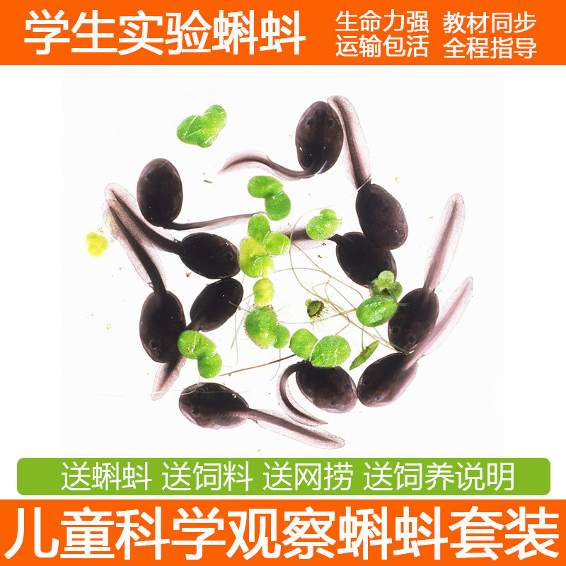 蝌蚪活体蝌蚪苗宠物小蝌蚪饲料学生幼儿园学生实验小蝌蚪活物