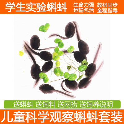 买就送小蝌蚪运输保活送饲料