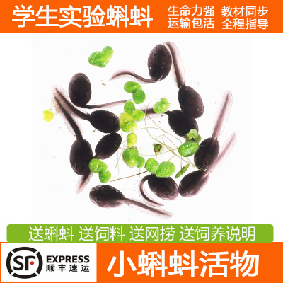 小蝌蚪活物运输保活买就送
