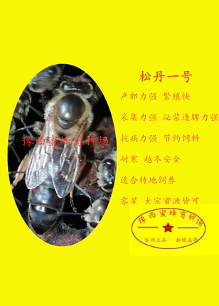 松丹一号/意蜂蜂王 生产王 产卵王 .蜜王/新王. 蜂王,意蜂王
