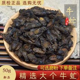 牛虻虫中药材50克包邮 大个牛苍蝇 牛蚊子 忙虫 芒虫打粉需备注