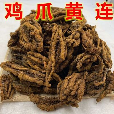 黄连中药材黄连个正宗野生鸡爪黄连中药材川黄连川根单支连包邮