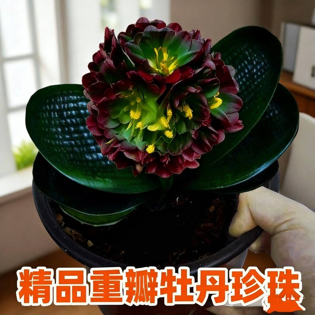 君子兰牡丹重瓣黑珍珠麻脸圆头短