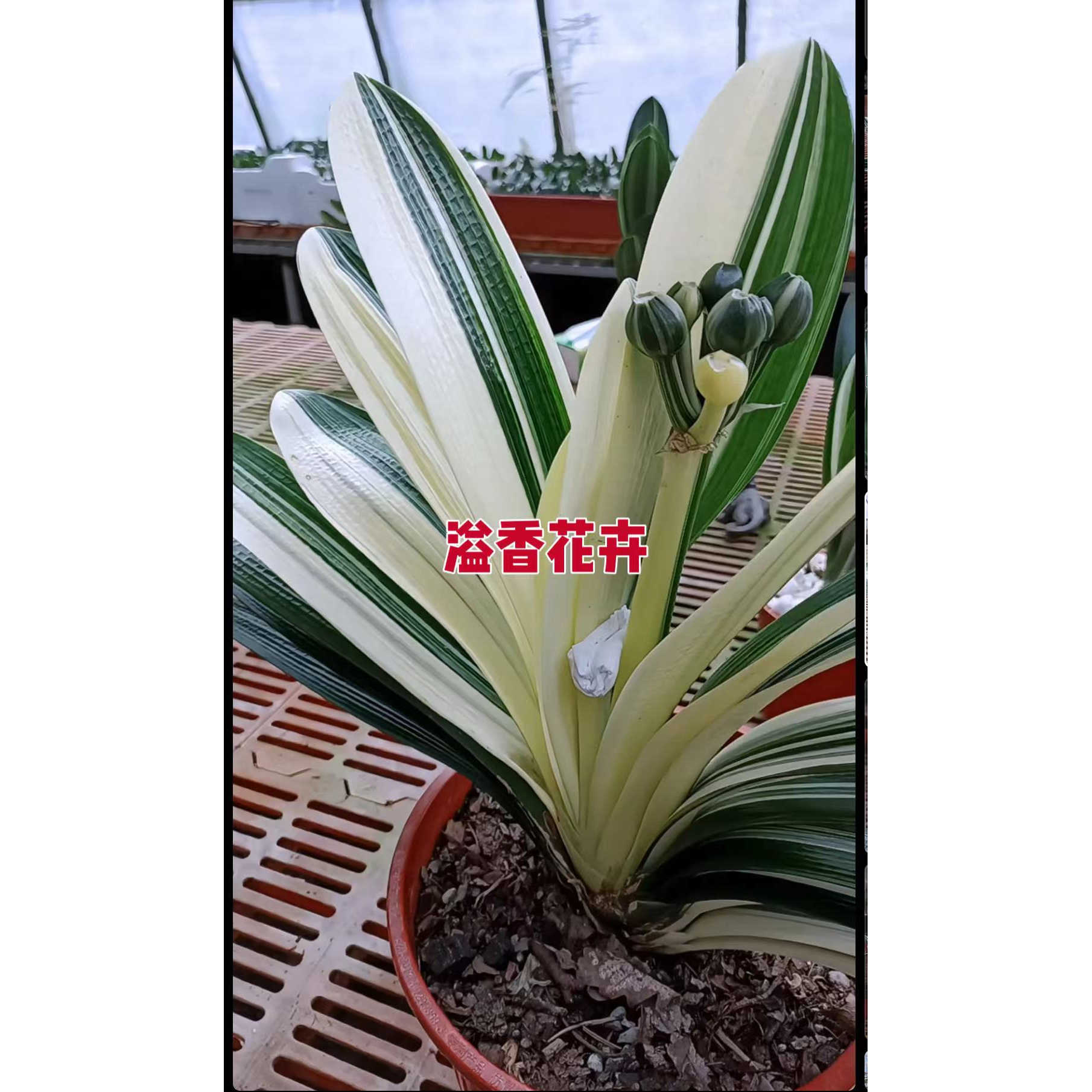 白玉达摩瓷白墨绿福伦鸳鸯彩兰