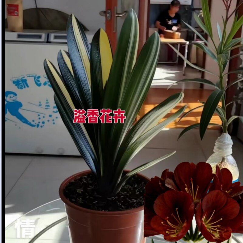 东北精品君子兰彩兰小苗 立板宽线福伦金丝彩一线天 室内盆栽花卉