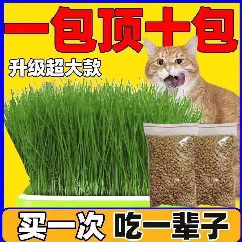 小麦粒猫草种子麦芽糖化毛排毛