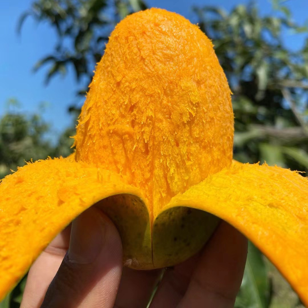 【顺丰发货】攀枝花正宗椰香芒果又香又甜新鲜水果当季特别好吃