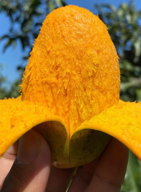 【顺丰发货】攀枝花正宗椰香芒果又香又甜新鲜水果当季特别好吃