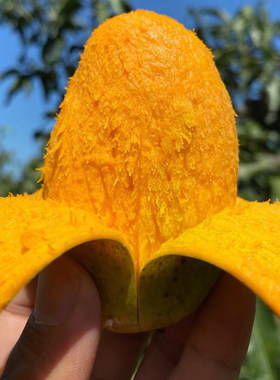 【顺丰发货】攀枝花正宗椰香芒果又香又甜新鲜水果当季特别好吃