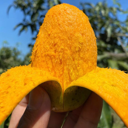 【顺丰发货】攀枝花正宗椰香芒果又香又甜新鲜水果当季特别好吃