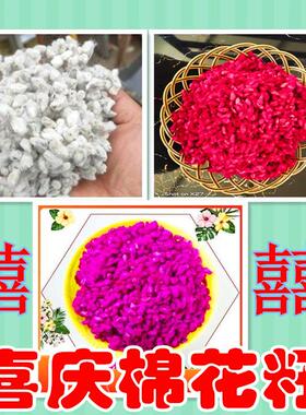 棉花子结婚专用棉花籽大红色桃红色棉花籽带毛棉花籽喜庆用品