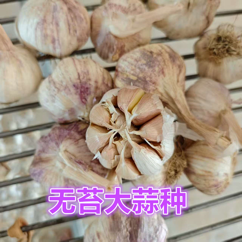 不出蒜苔大蒜种无苔大蒜种