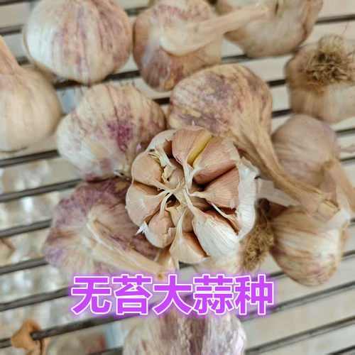 不出蒜苔大蒜种无苔大蒜种