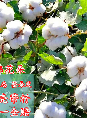 棉花朵保真棉花带壳带籽原生态结婚生子室内装饰干棉花头假一赔十