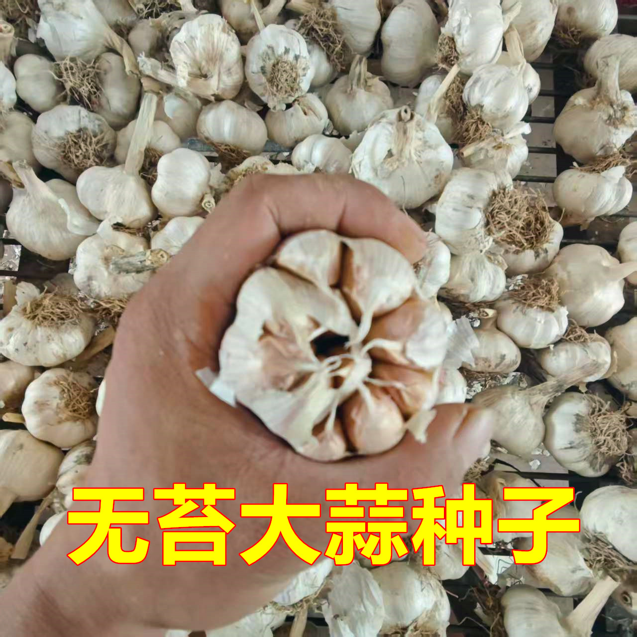 无苔大蒜种不出蒜苔大蒜种