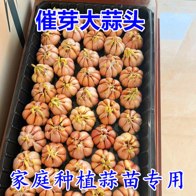家庭蒜苗种子蒜黄种子水培大蒜苗