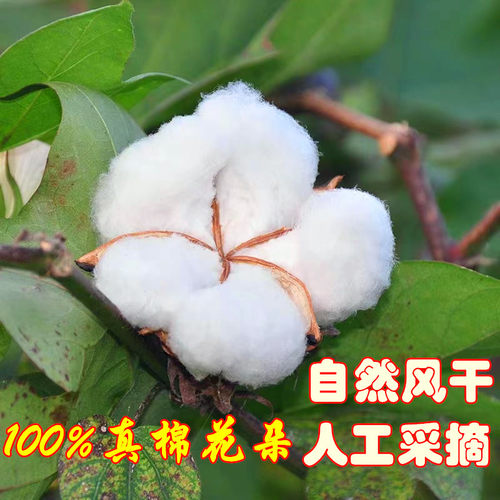 真棉花包带壳带籽五瓣棉花