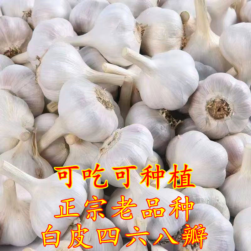 老品种四六瓣24年白皮大蒜种子