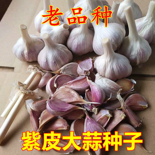 紫皮大蒜头蒜苔种子紫皮大蒜种子