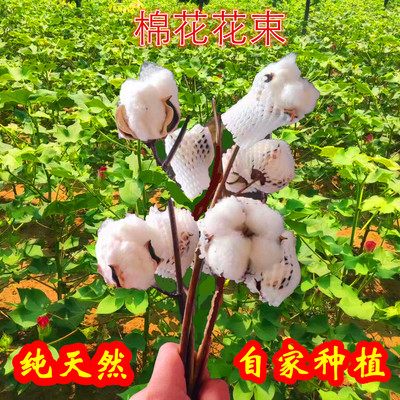 带杆带籽纯天然真棉花带杆干花