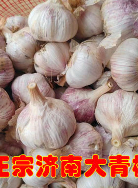 大青棵2026年新大蒜种子
