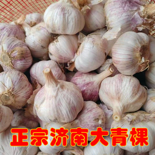 大青棵2026年新大蒜种子
