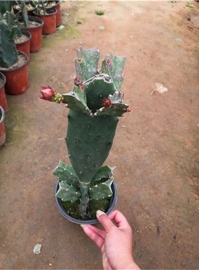 令箭荷花盆栽嫁接苗带花苞发货仙人掌嫁接令箭荷花1-2层正是花期