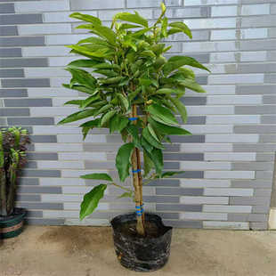 白兰花盆栽浓香室内大型绿植阳台嫁接办公室四季常青白玉兰花树苗