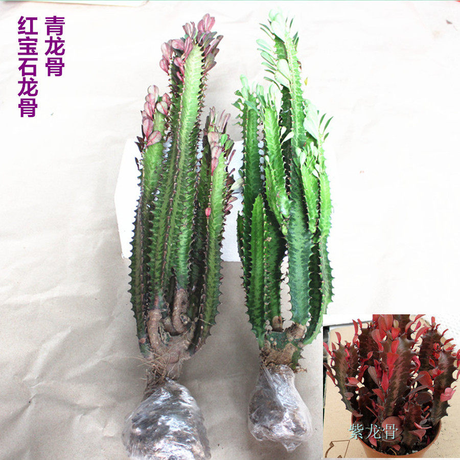 分叉龙骨室内观赏植物绿植花卉鲜花盆栽盆景仙人多肉植物盆景