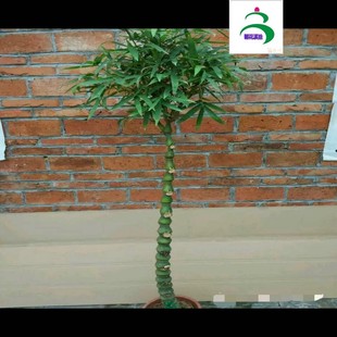 佛肚竹罗汉竹苗竹子佛肚竹盆景花卉佛肚竹大苗佛肚竹盆栽植物包邮