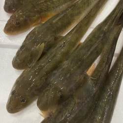 顺丰发货沙光鱼8-10个左右冷冻新鲜胖头鱼,小龙鱼