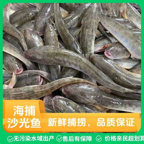 新鲜海捕沙光鱼小龙鱼胖头鱼滋补红烧油炸烧汤一斤3-13个左右