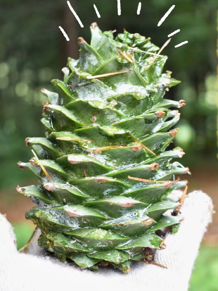 "红松塔"黑龙江红松原始林产伊春特产松树籽,红松故乡-伊春