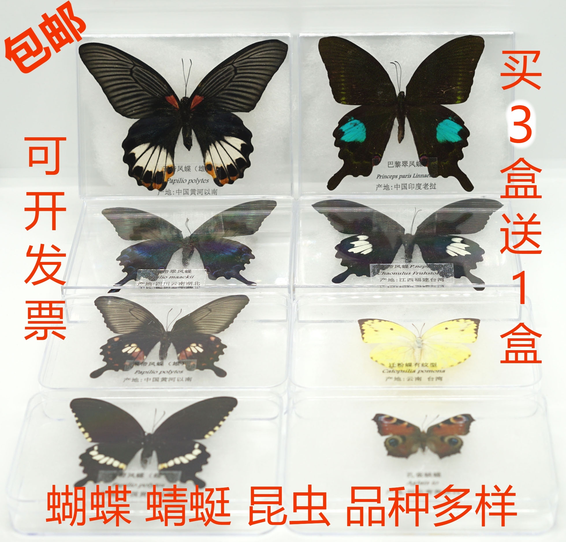蝴蝶标本真蝴蝶昆虫拍摄教学收藏